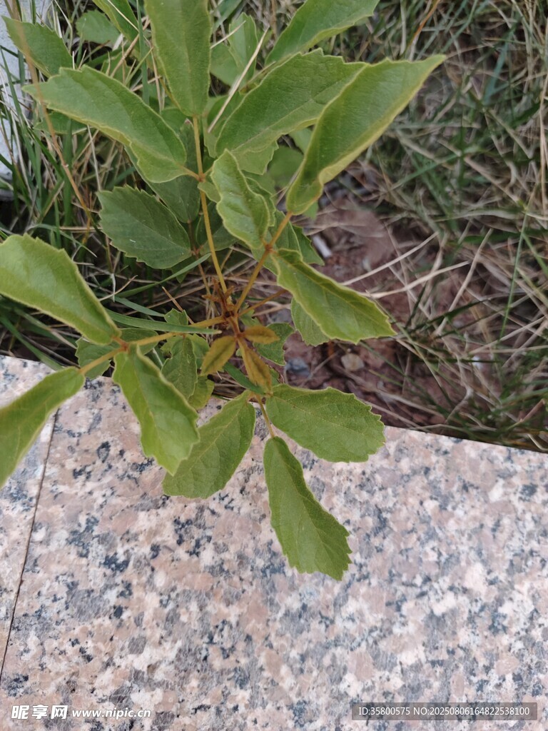 路边绿植特写