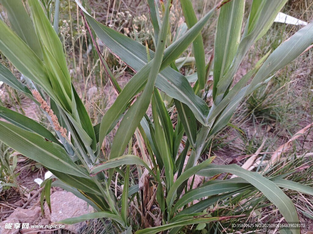 田间生长的玉米植株