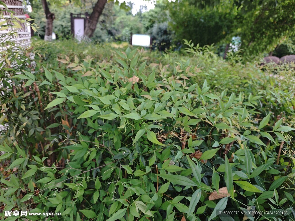 绿叶繁茂的户外灌木丛