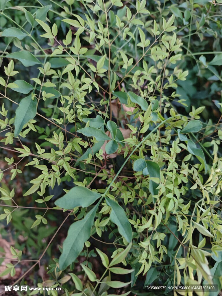繁茂绿植