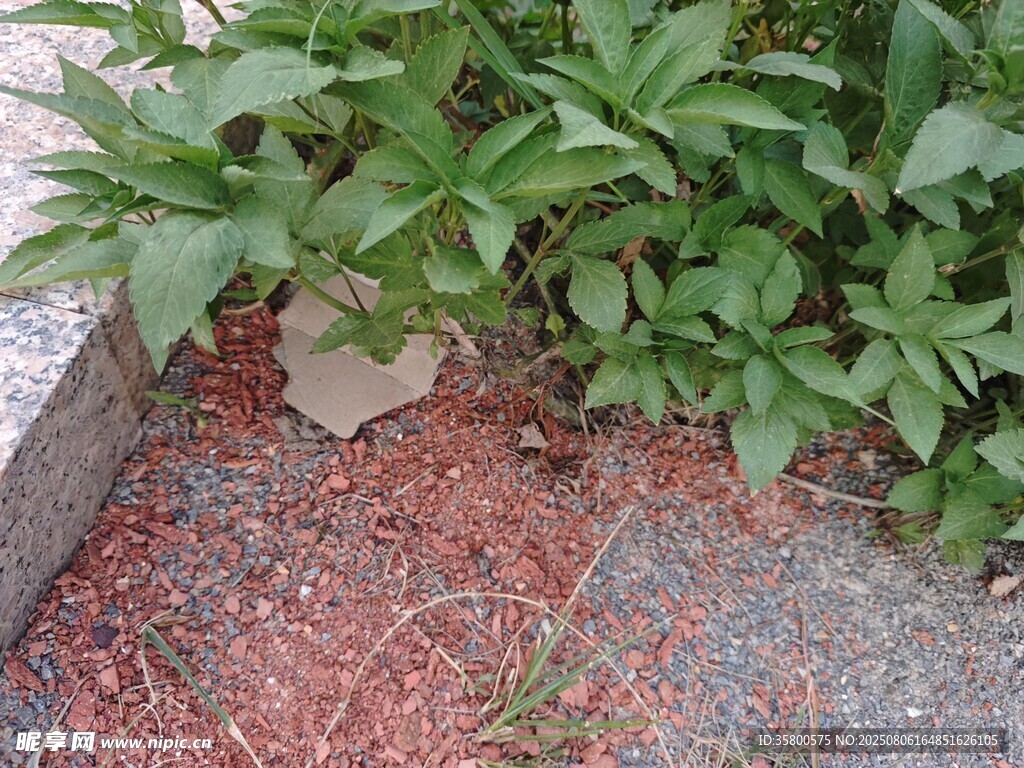 墙角绿植生长景象