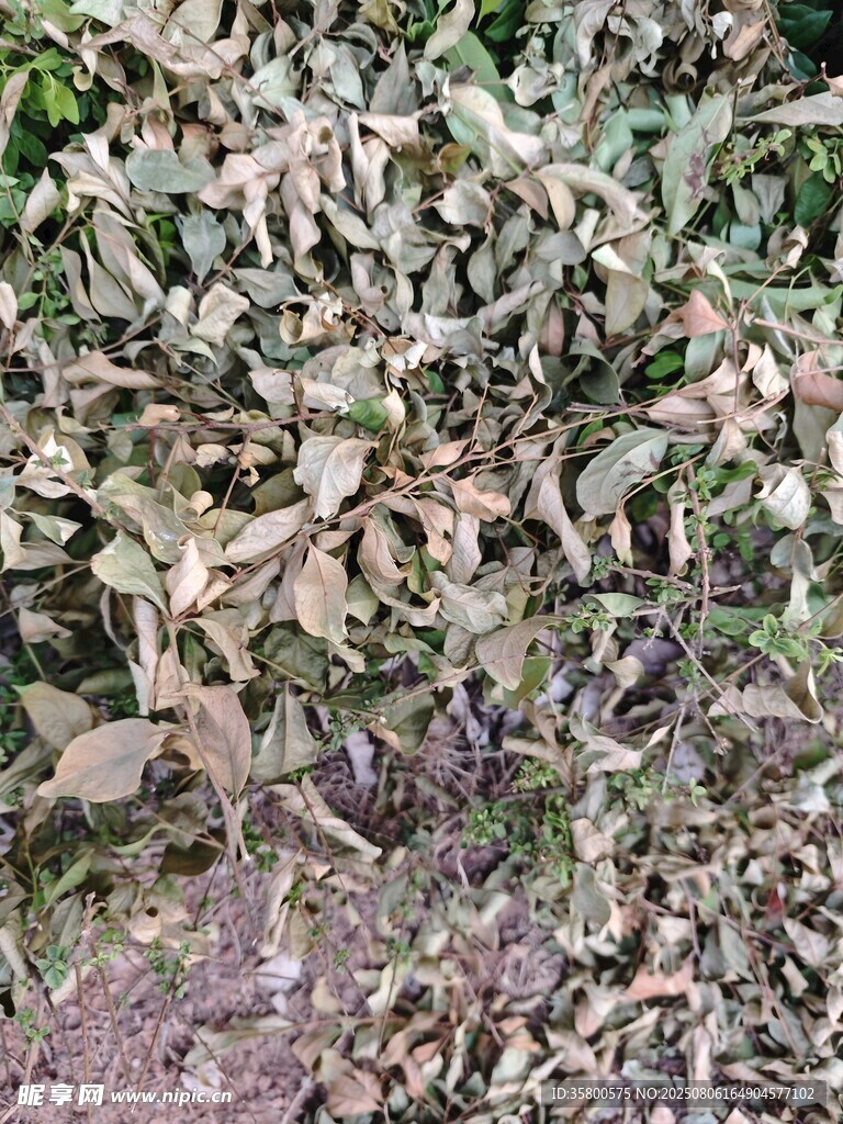 绿叶繁茂的植物景观