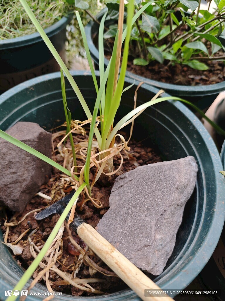 盆栽植物根系展示