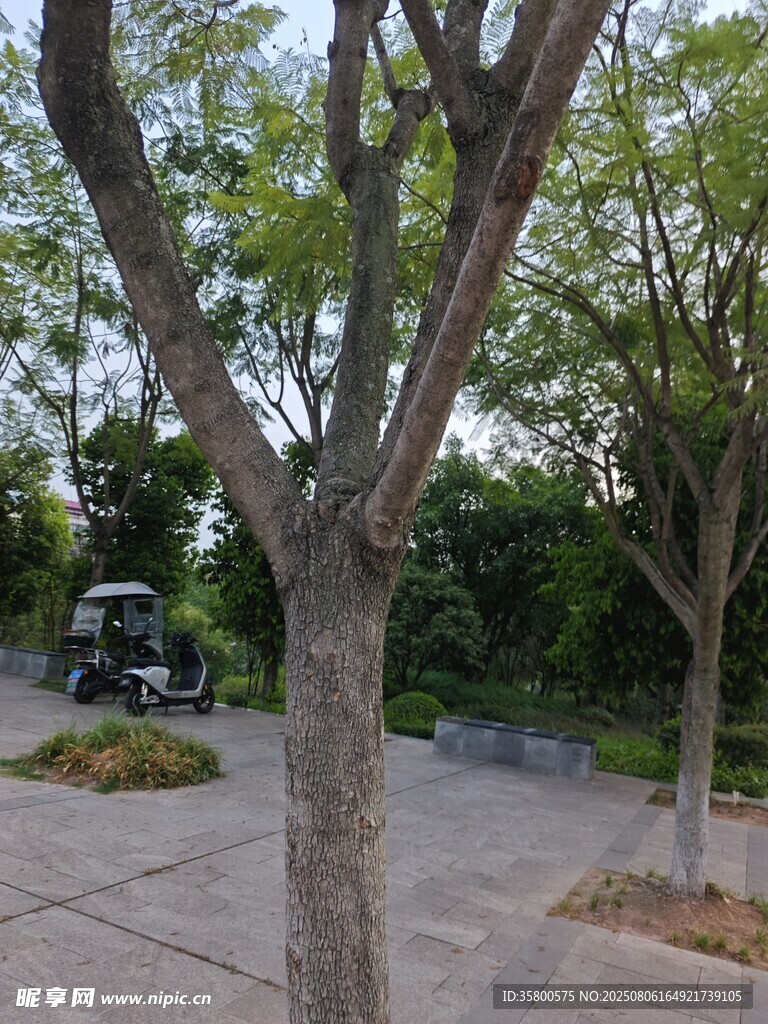 公园内的树木与休闲场景