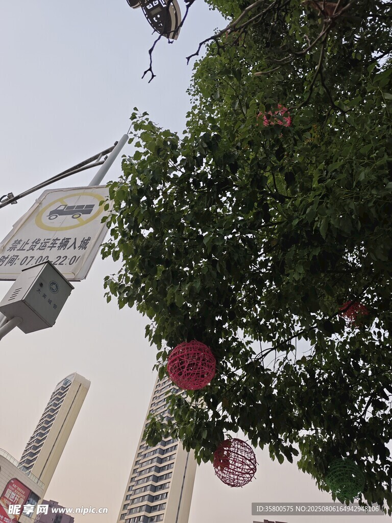城市中悬挂装饰的绿树