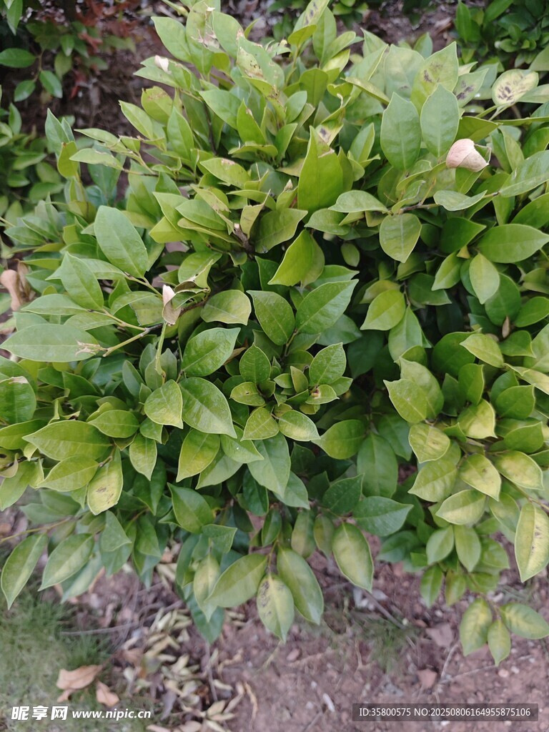 绿叶繁茂的植物