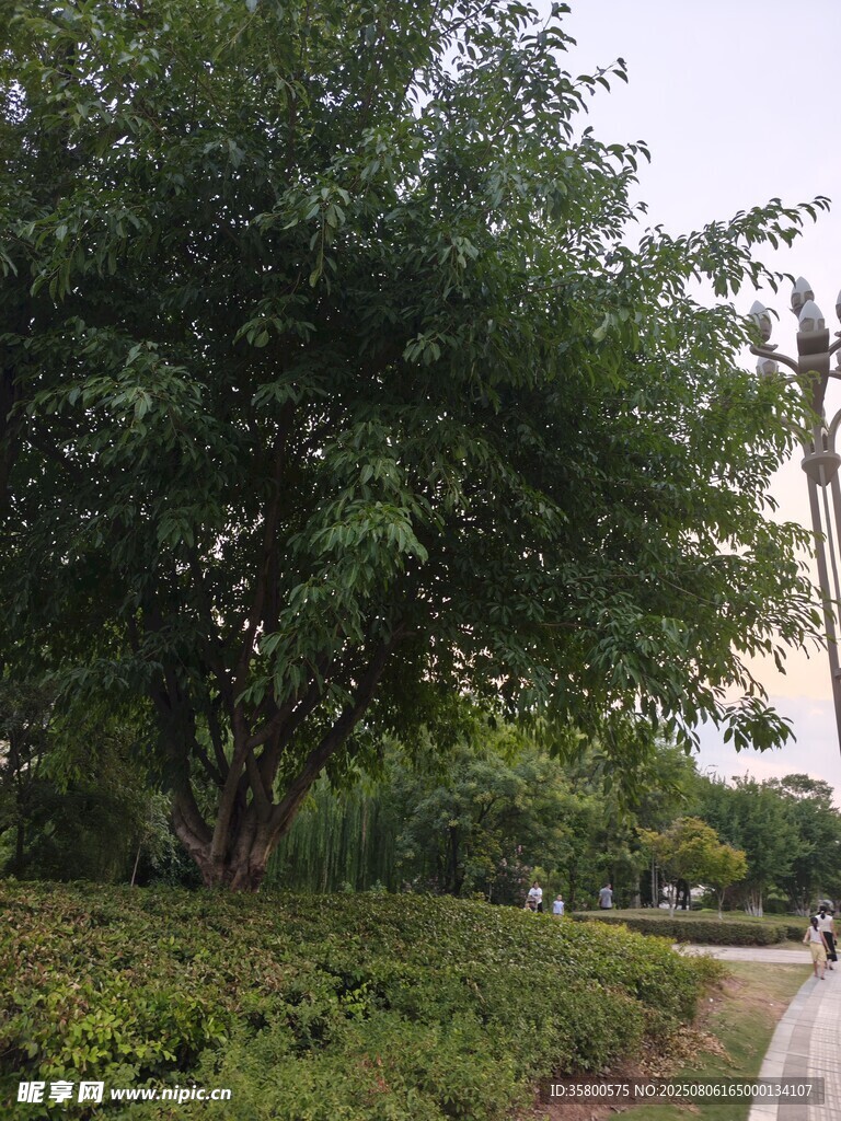 路边葱郁树木与绿植景观