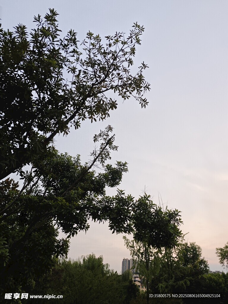 黄昏下的树木剪影