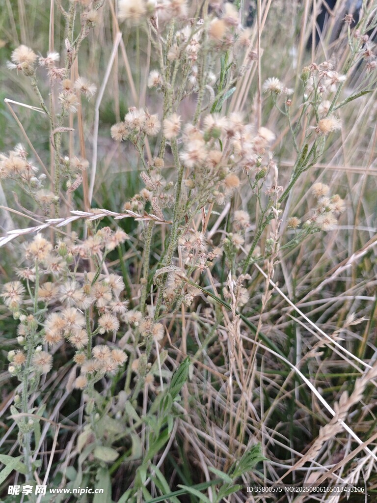 野外丛生的干枯草本植物
