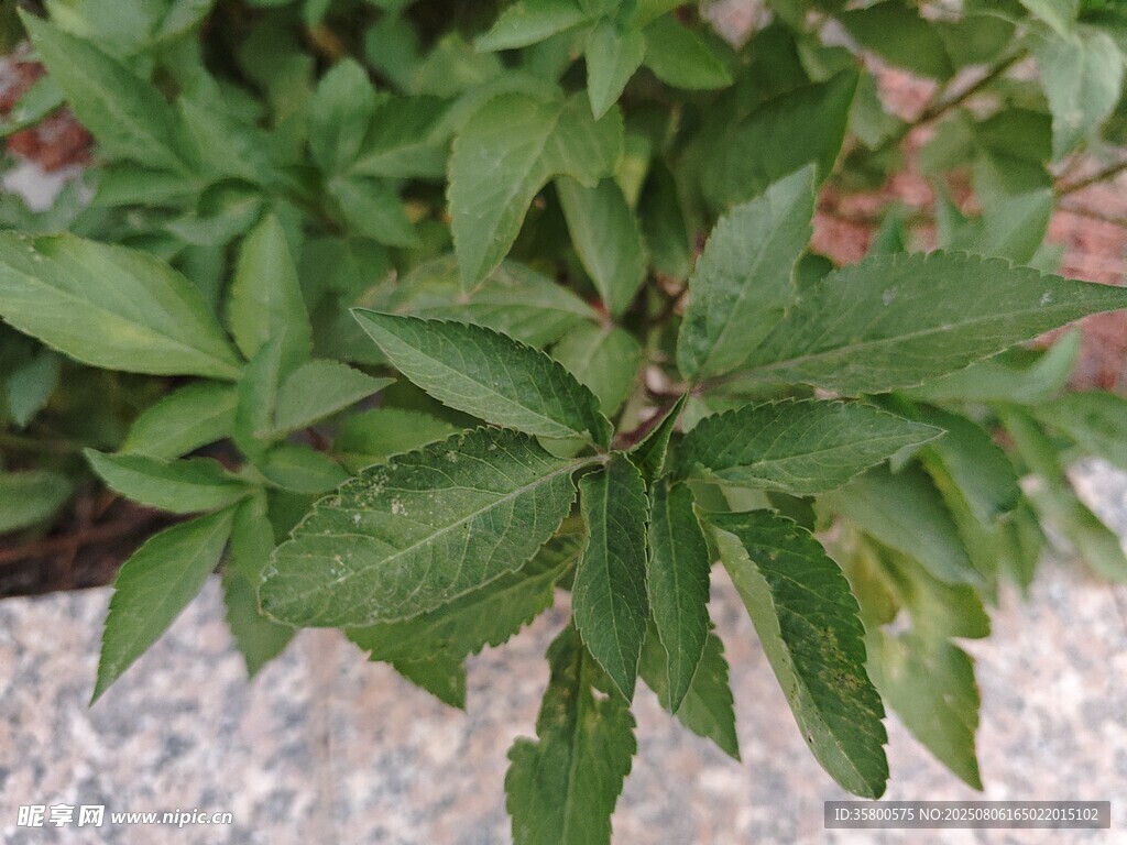 嫩绿叶片特写