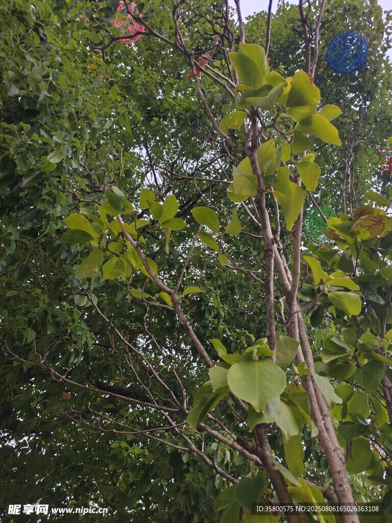 绿叶繁茂的植物枝干