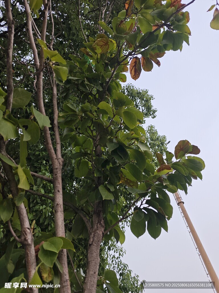枝叶繁茂的树木景观