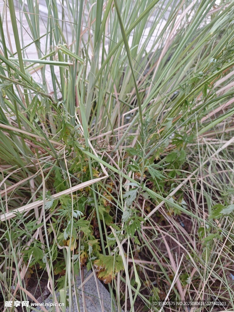 野外丛生的绿色草本植物