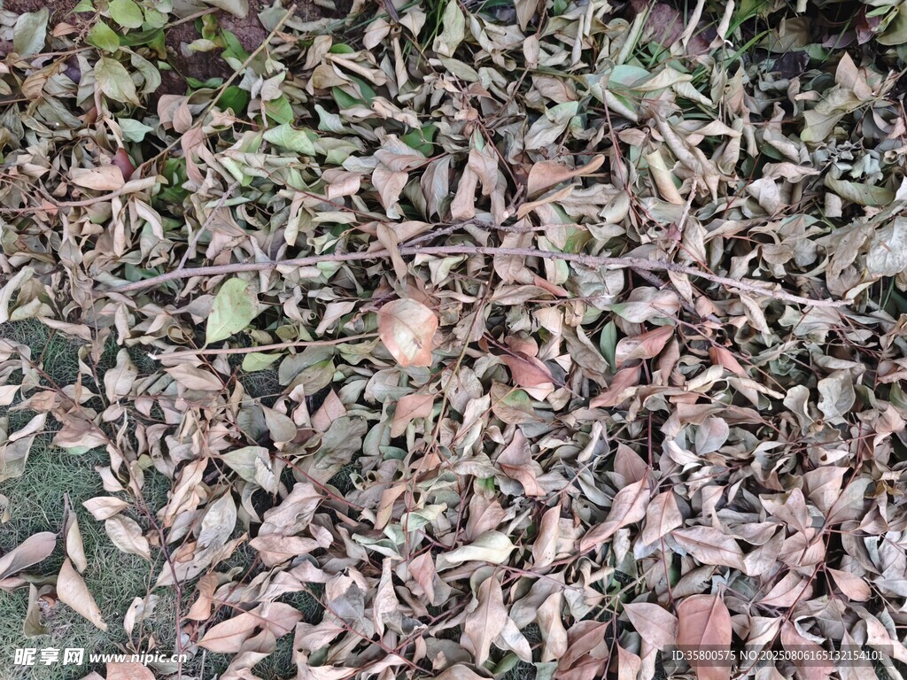 地面上的落叶堆积景象