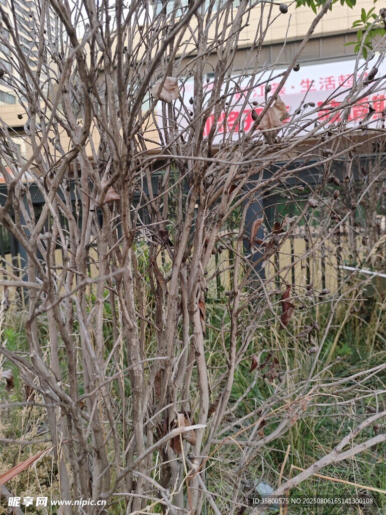 枯树枝