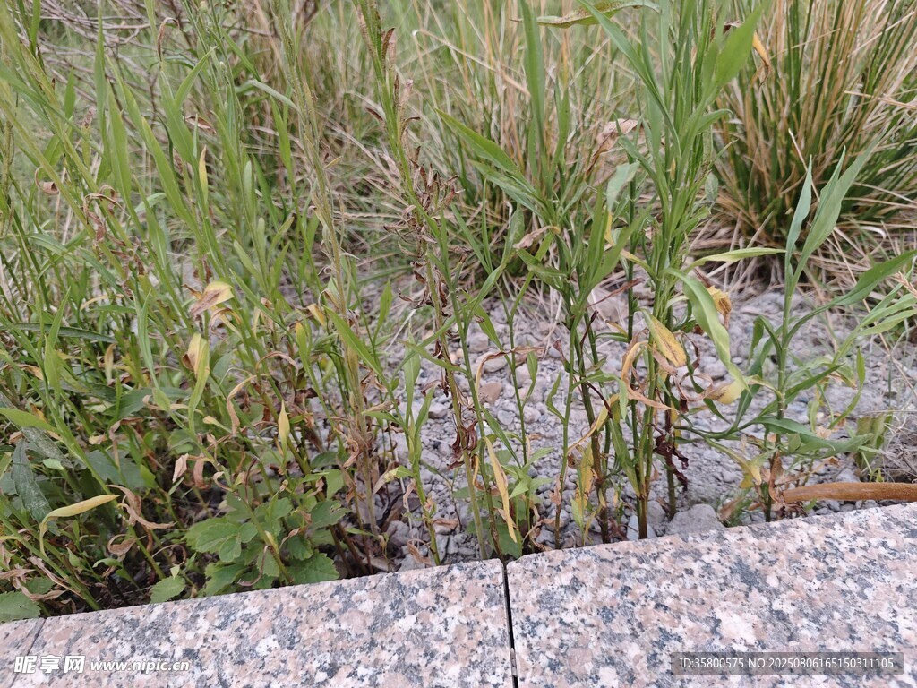 路边生长的茂盛野草