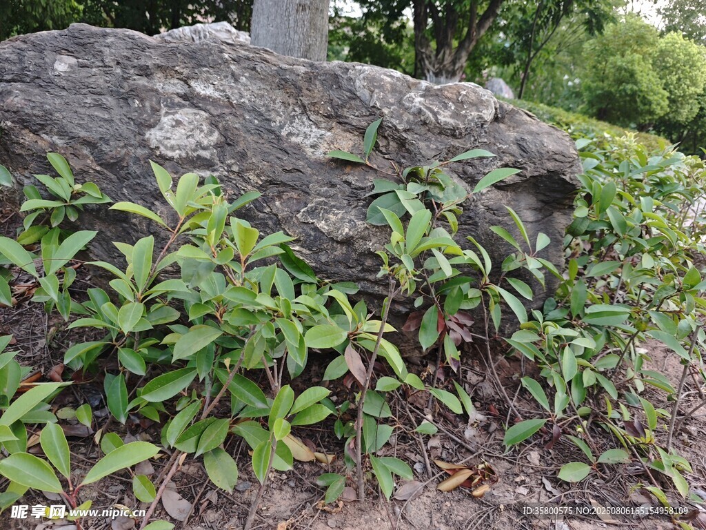 岩石旁生长的翠绿植物