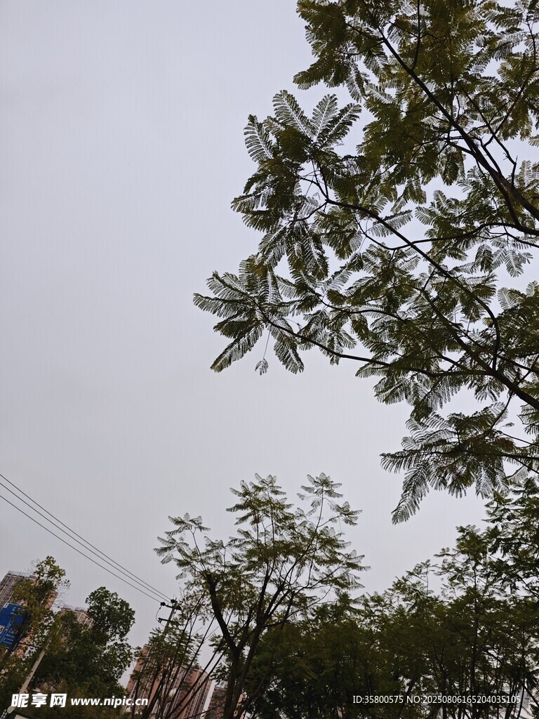 天空下的绿树景致