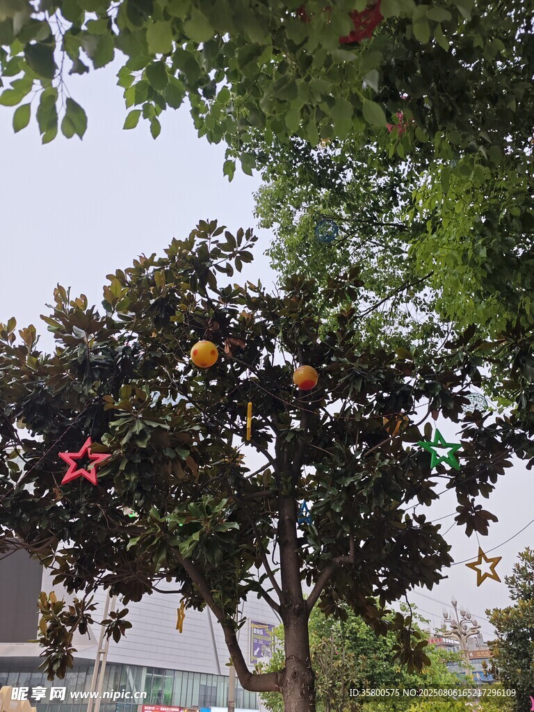 树上多彩风车装点景致