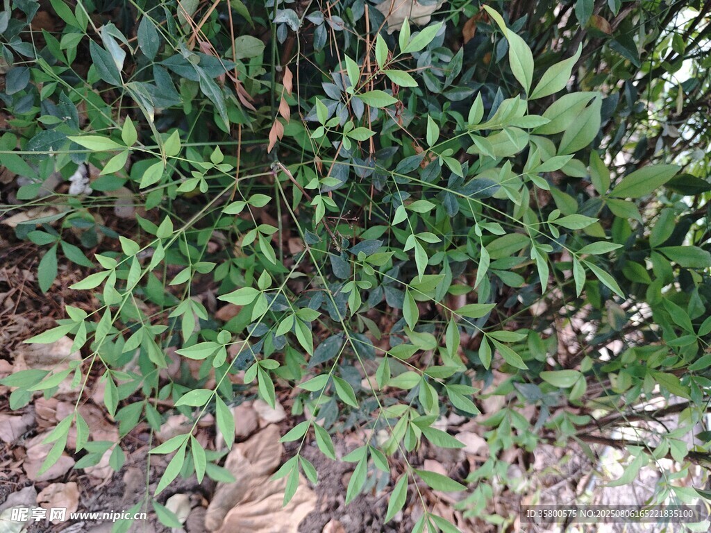 茂密绿植景观