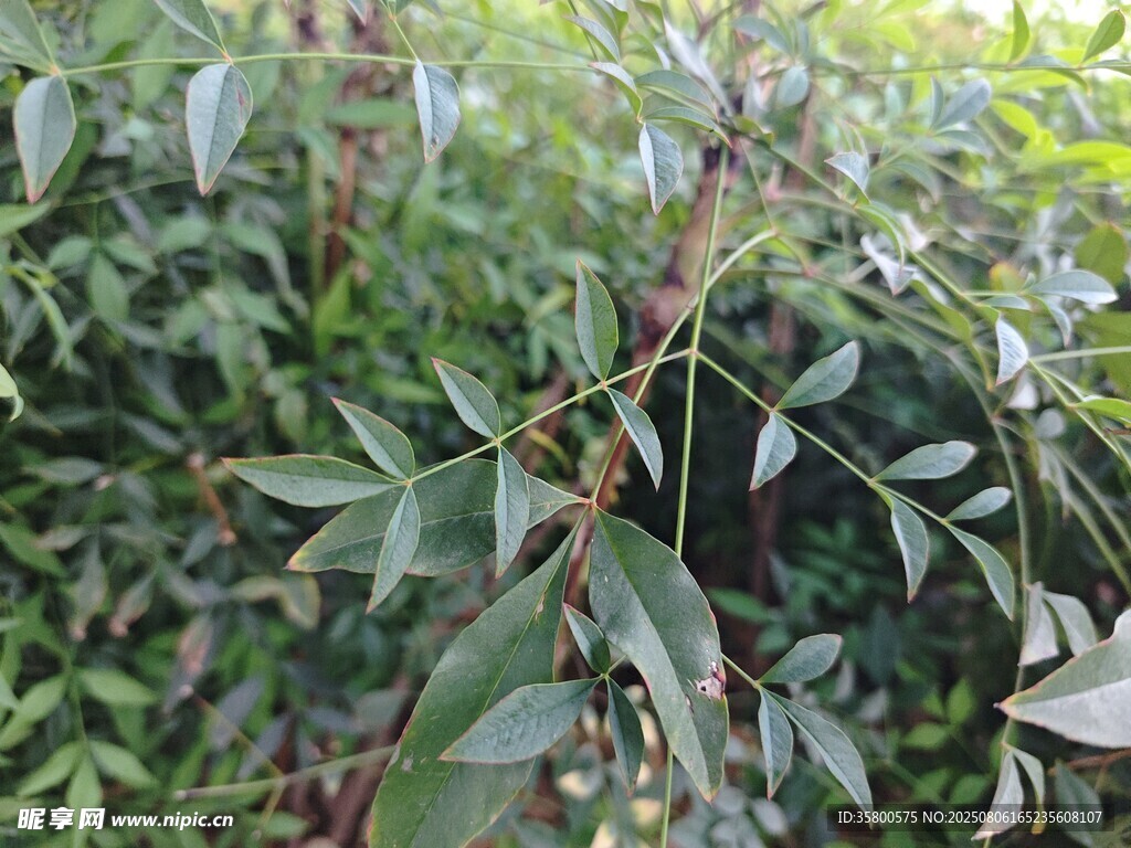 翠绿枝叶间的植物细节