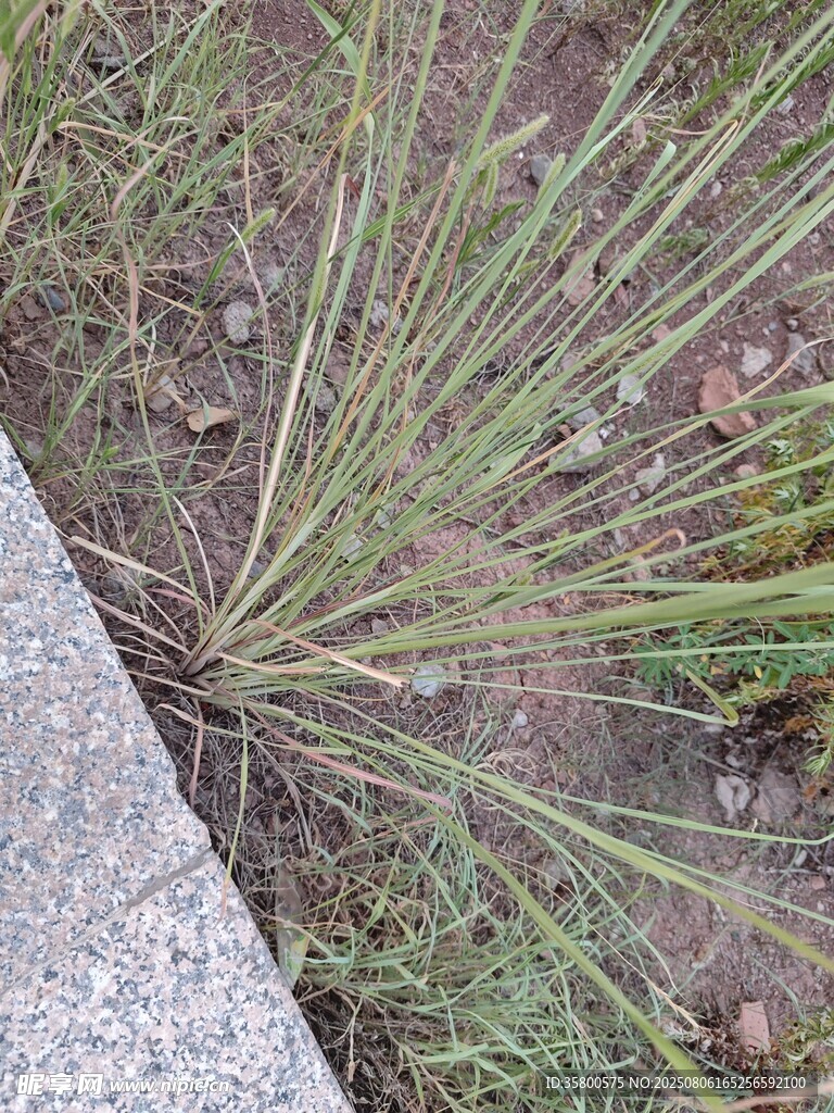 路边生长的丛生绿色植物