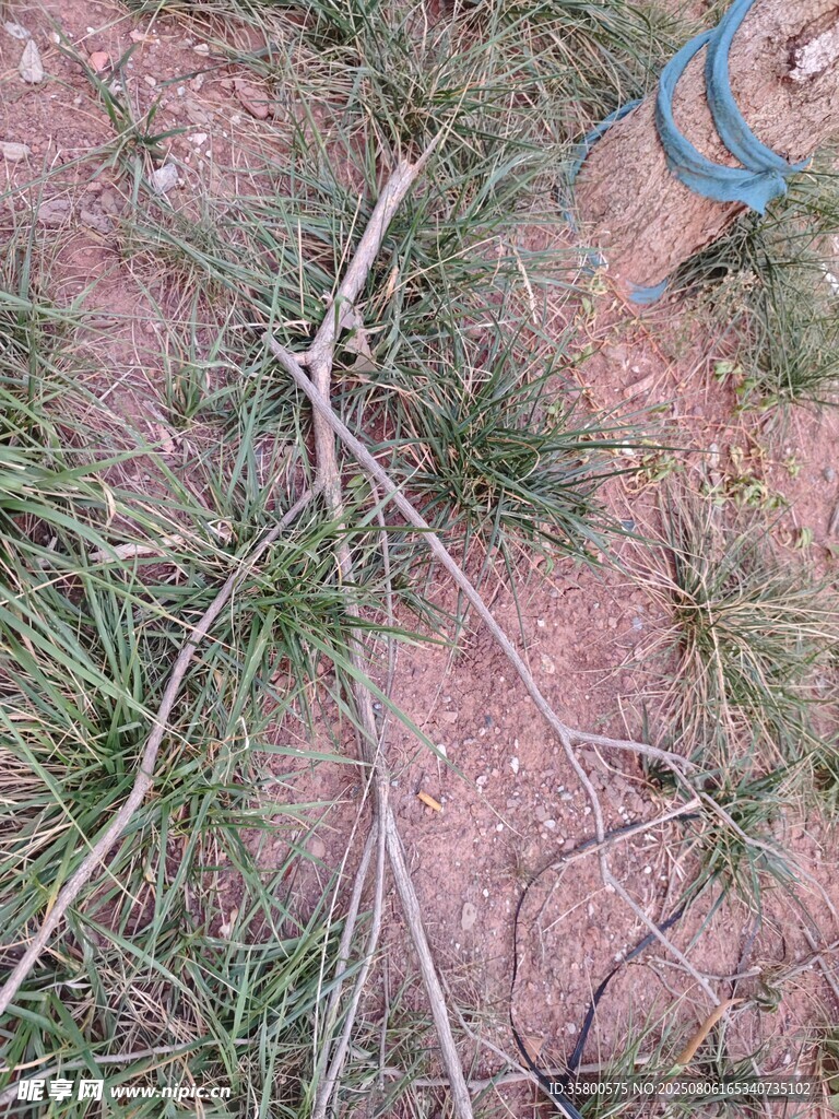 地面上杂乱的树枝草叶