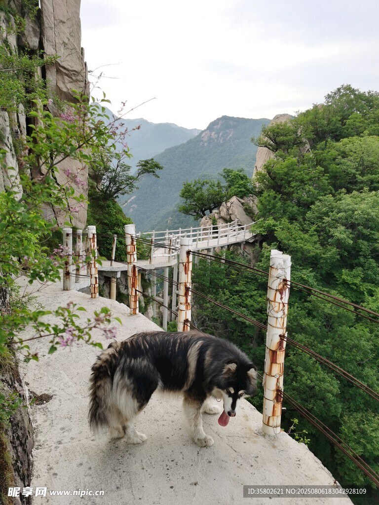 山间小路上的独行小狗