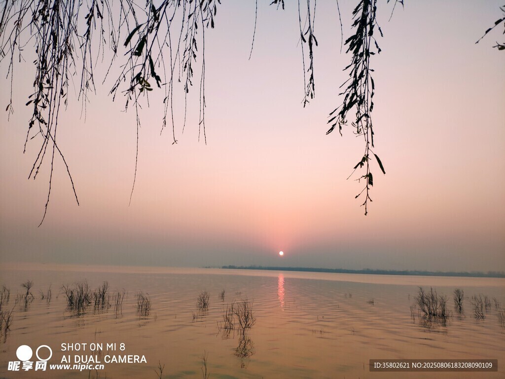 湖畔垂柳映夕阳美景