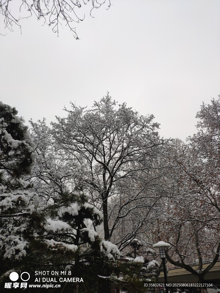 雪覆树木景致美