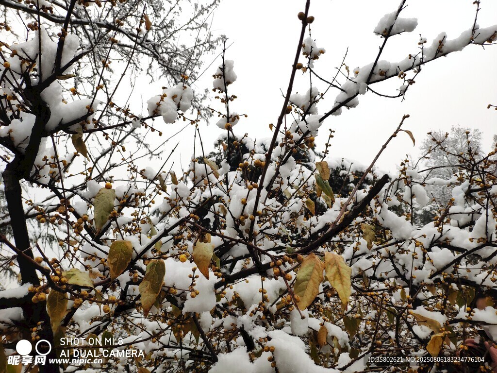 雪覆枝头
