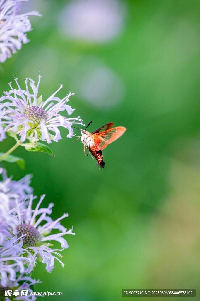 蜂鸟鹰蛾花间飞舞