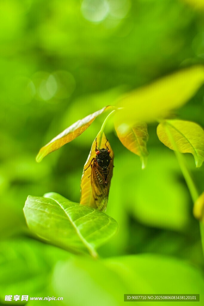 绿叶间的小昆虫特写