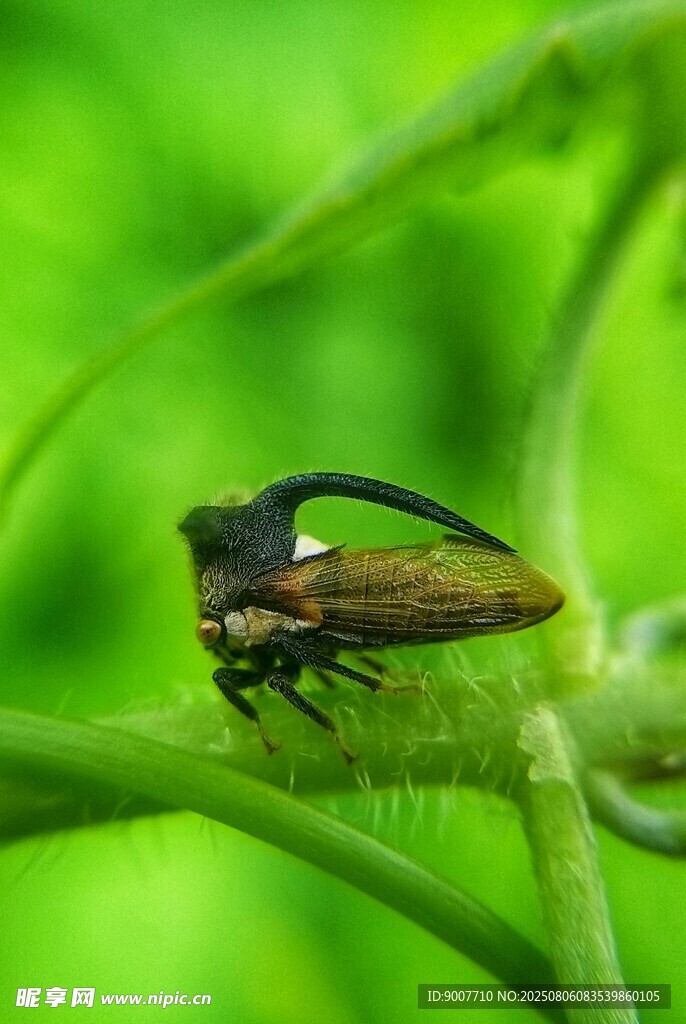 绿叶上的奇特昆虫