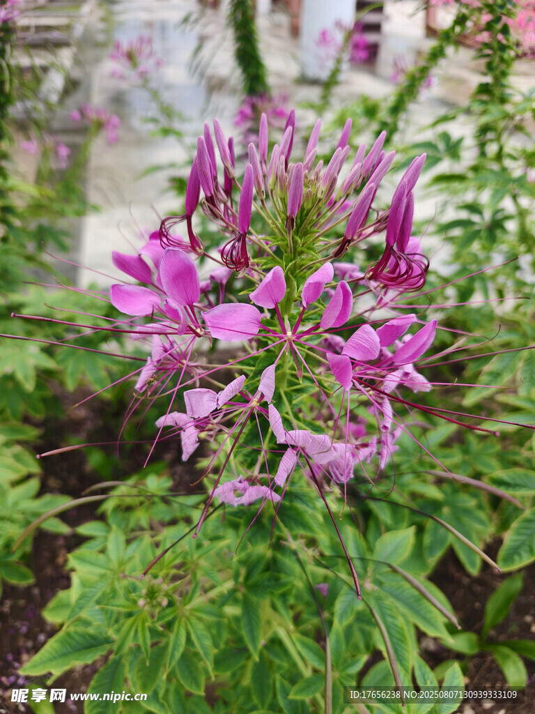 娇艳醉蝶花绽放