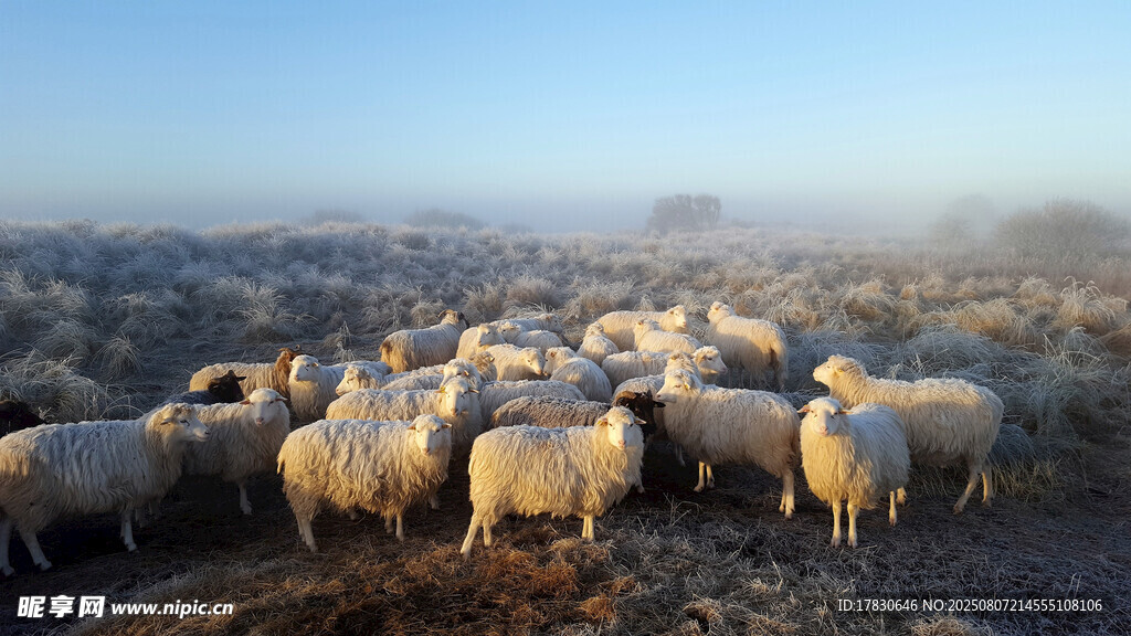 草原上的羊群