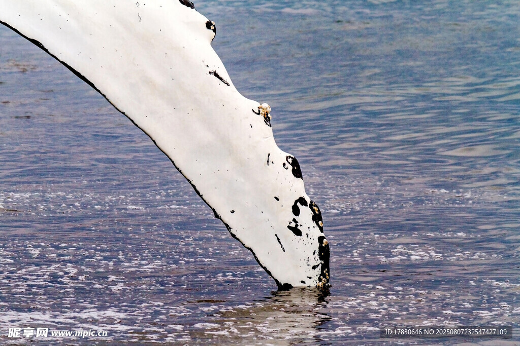 鲸鱼尾鳍轻触水面