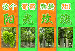 阳光玫瑰葡萄展示图