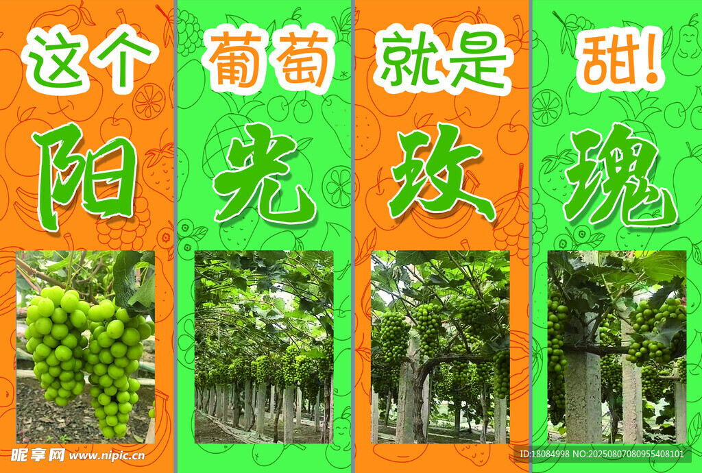 阳光玫瑰葡萄展示图