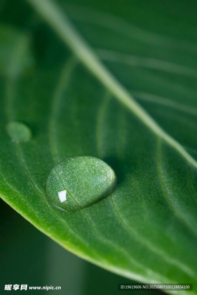 水滴露珠