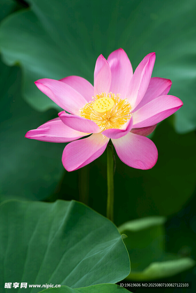 莲花