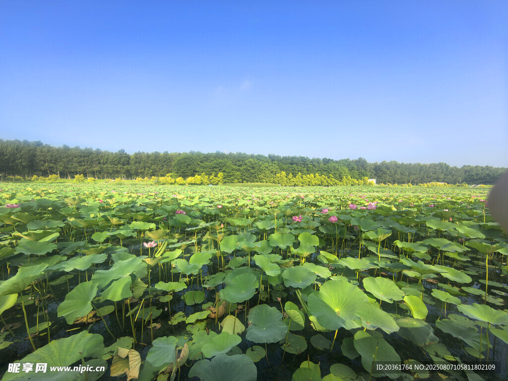 夏日荷塘美景