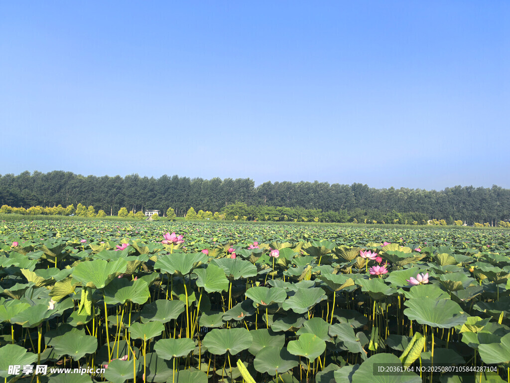 夏日荷塘美景