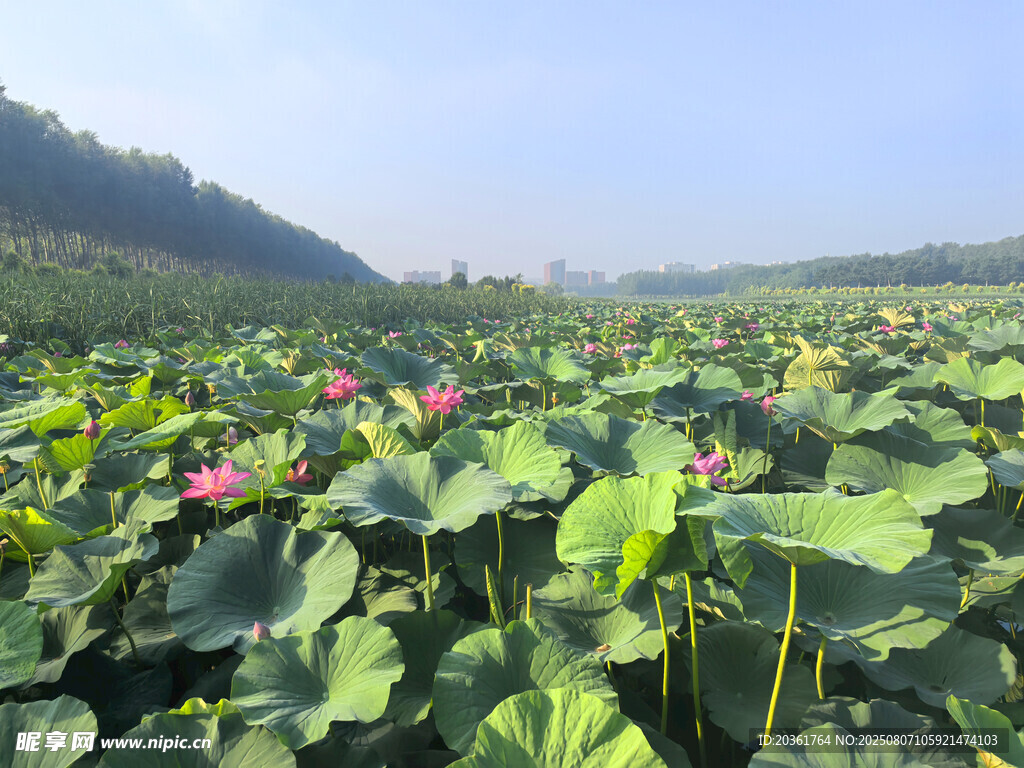 夏日荷塘美景