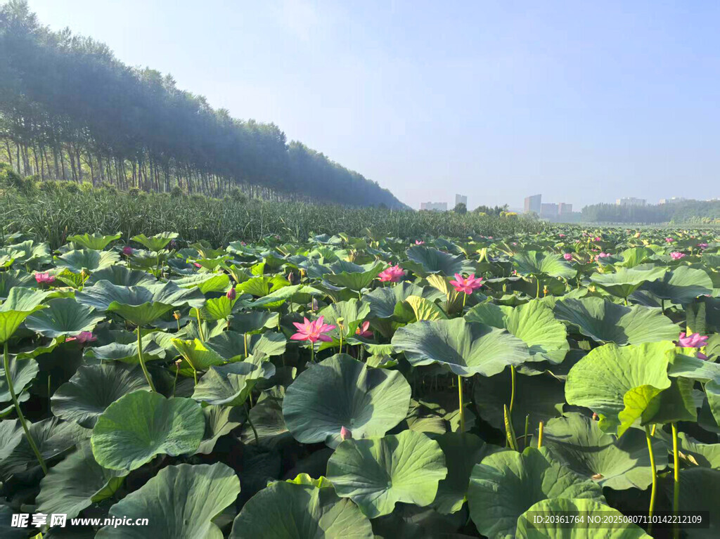 夏日荷塘美景