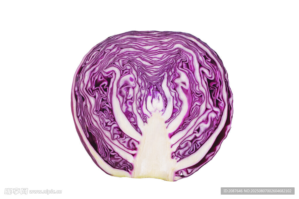 切开的新鲜紫甘蓝