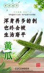 新鲜翠绿的有机黄瓜