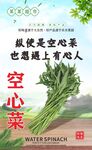 新鲜空心菜  