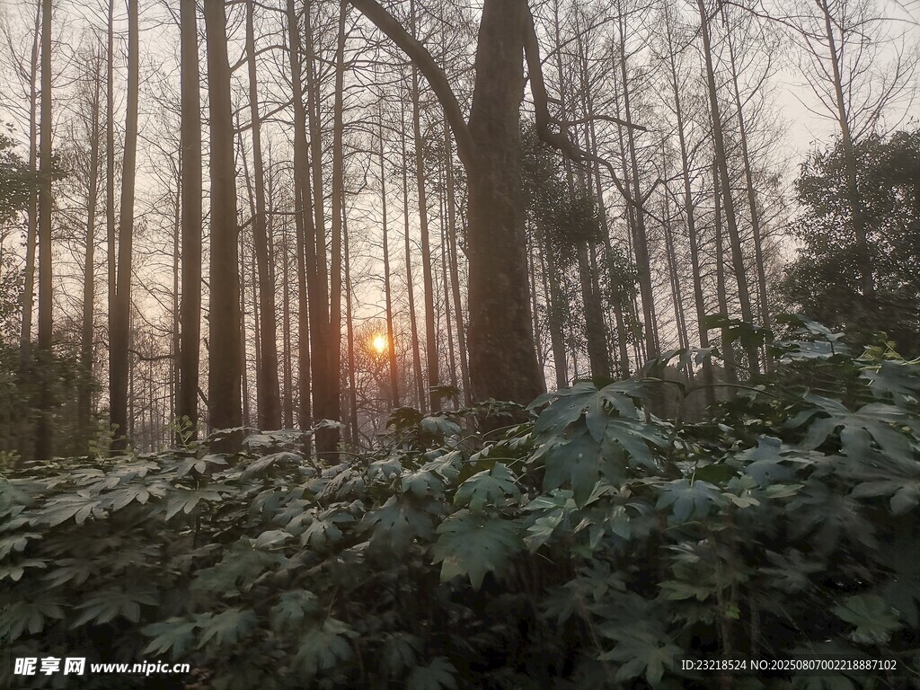 林间日落美景