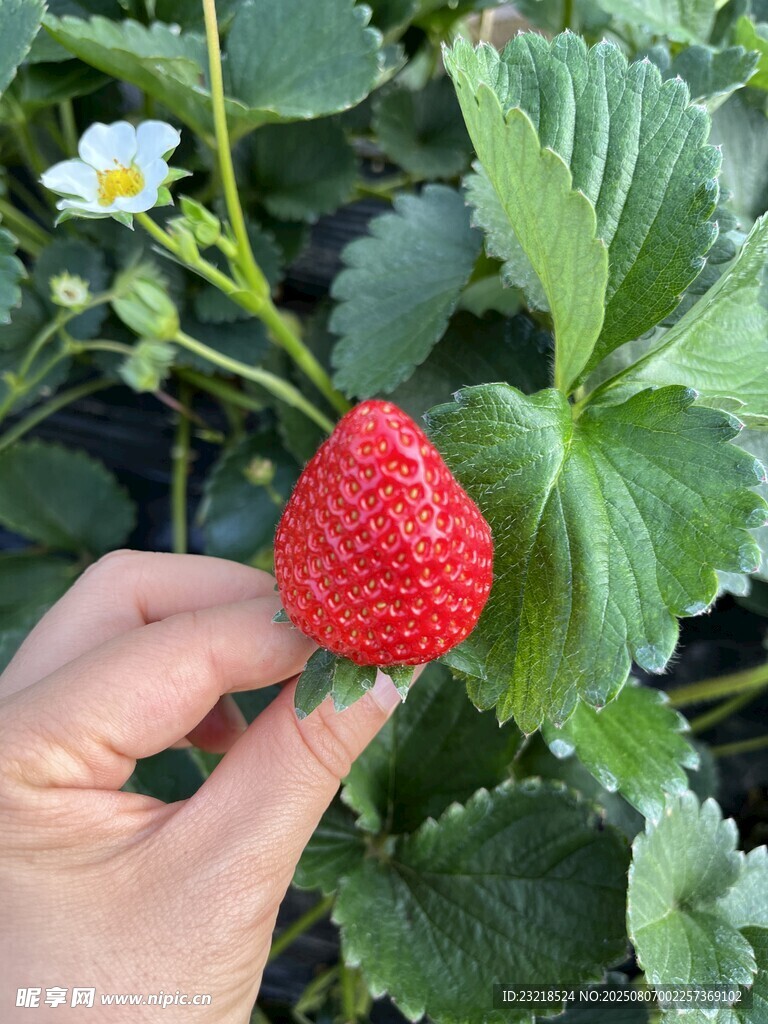手摘草莓